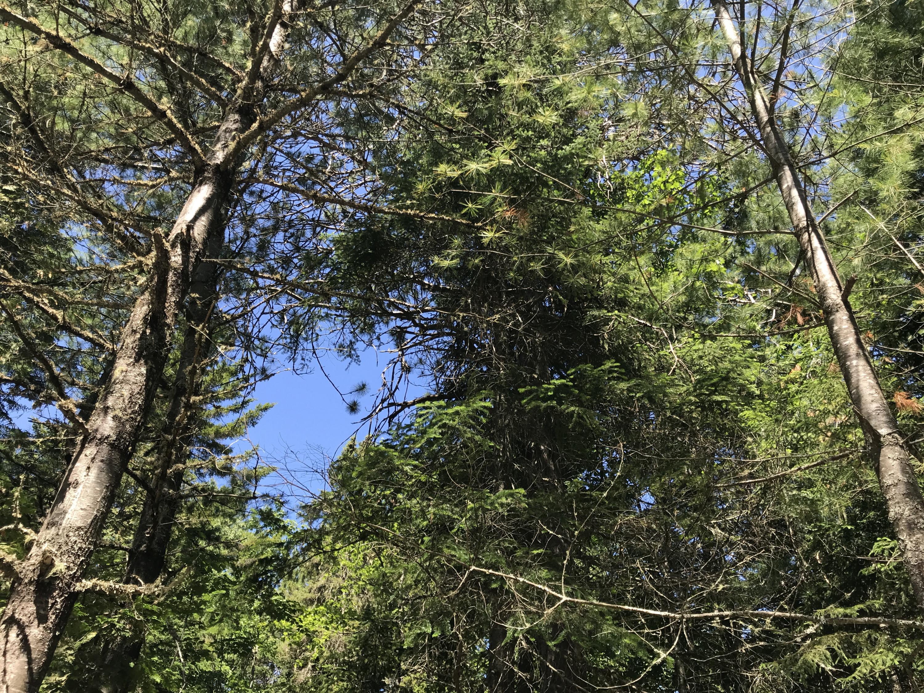 1422 Main Road Burlington, ME 04417 - Photo 11 of 16 2019-07-08 10.38.39