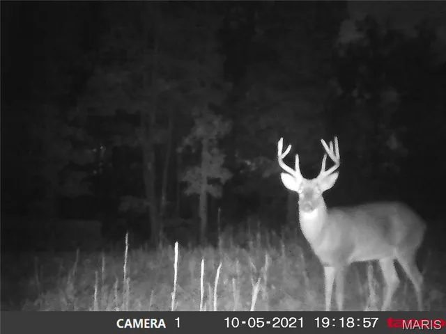 $59,000 | 3 Bobwhite Lane, Fairdealing, MO 63939