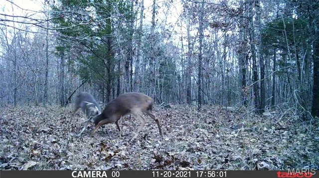 $59,000 | 3 Bobwhite Lane, Fairdealing, MO 63939