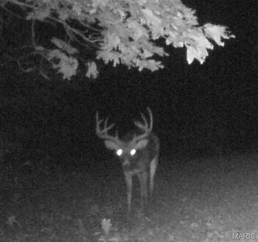 $59,000 | 3 Bobwhite Lane, Fairdealing, MO 63939