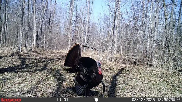 $59,000 | 3 Bobwhite Lane, Fairdealing, MO 63939