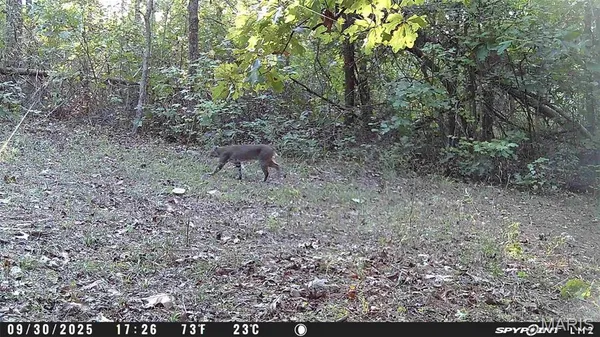 $59,000 | 3 Bobwhite Lane, Fairdealing, MO 63939