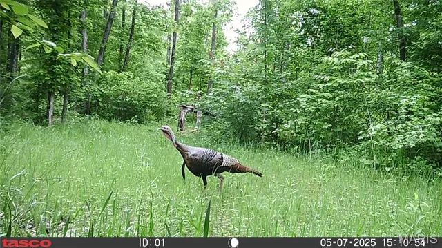 $59,000 | 3 Bobwhite Lane, Fairdealing, MO 63939