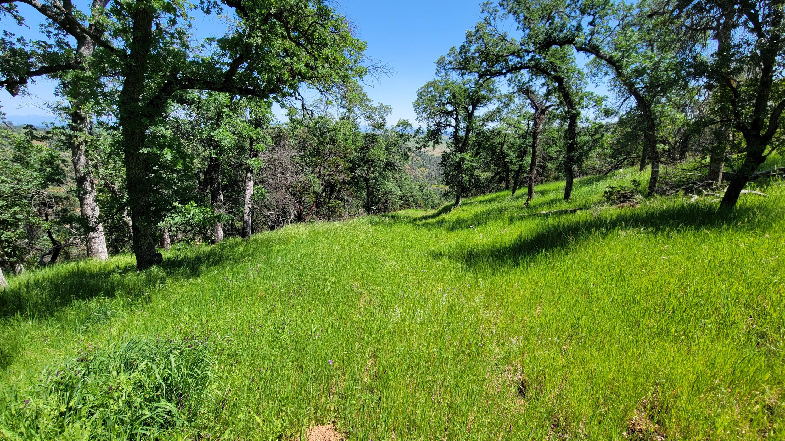 Lot 62 Nono Road Igo, CA 96047 - Photo 17 of 32 20240428_134158