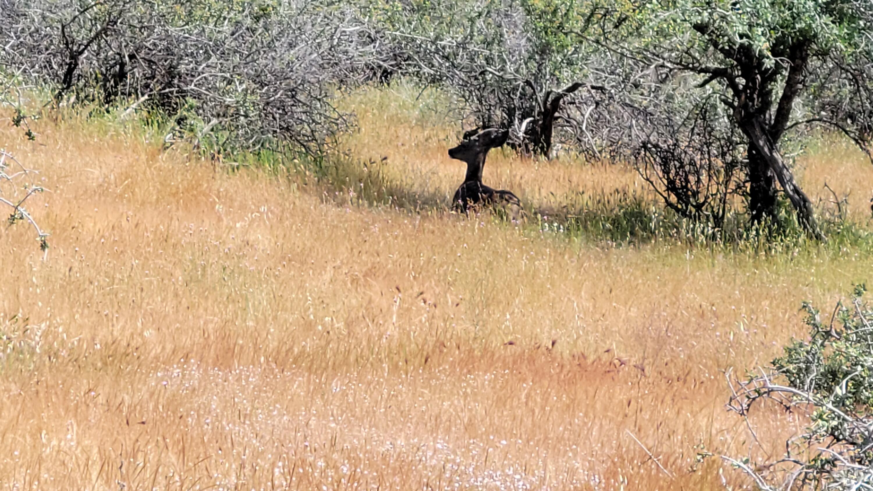 Lot 62 Nono Road Igo, CA 96047 - Photo 19 of 32 20240428_142228