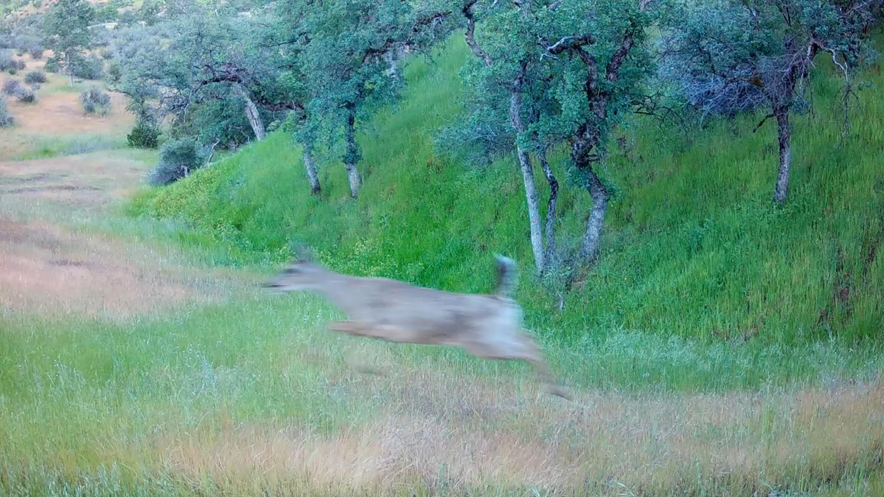Lot 62 Nono Road Igo, CA 96047 - Photo 3 of 32 0430(2)