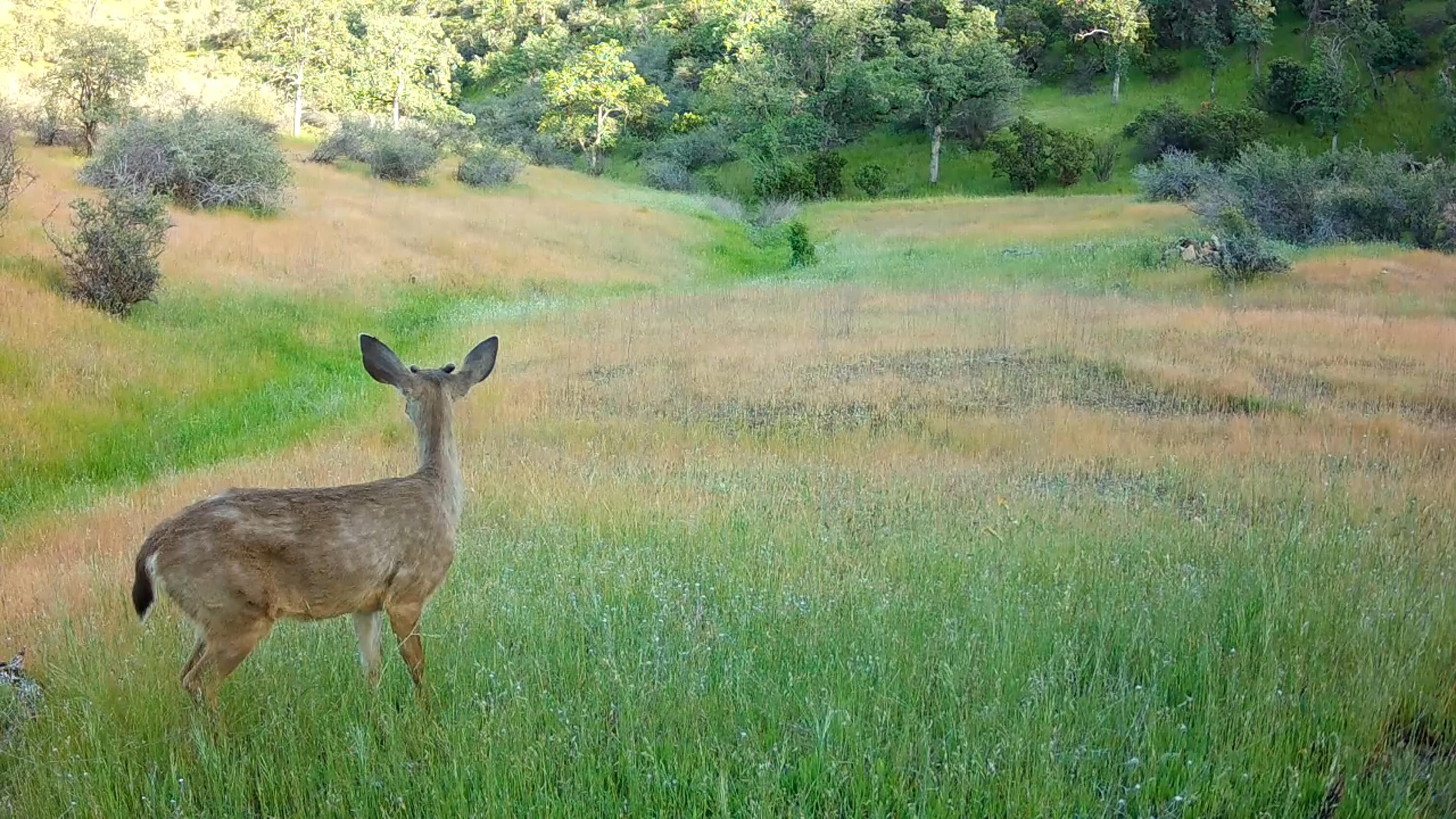Lot 62 Nono Road Igo, CA 96047 - Photo 4 of 32 0430(3)