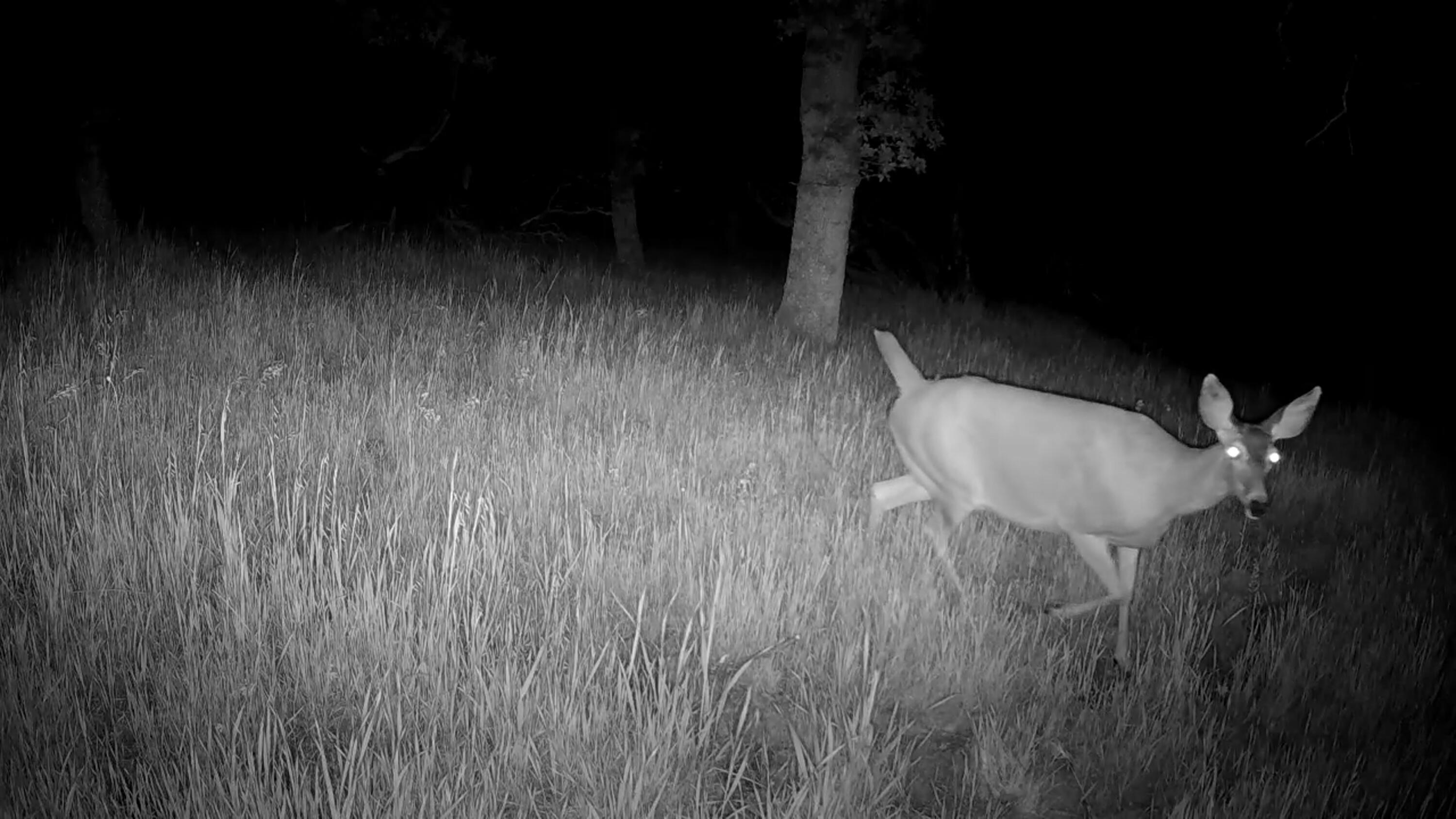 Lot 62 Nono Road Igo, CA 96047 - Photo 9 of 32 0430
