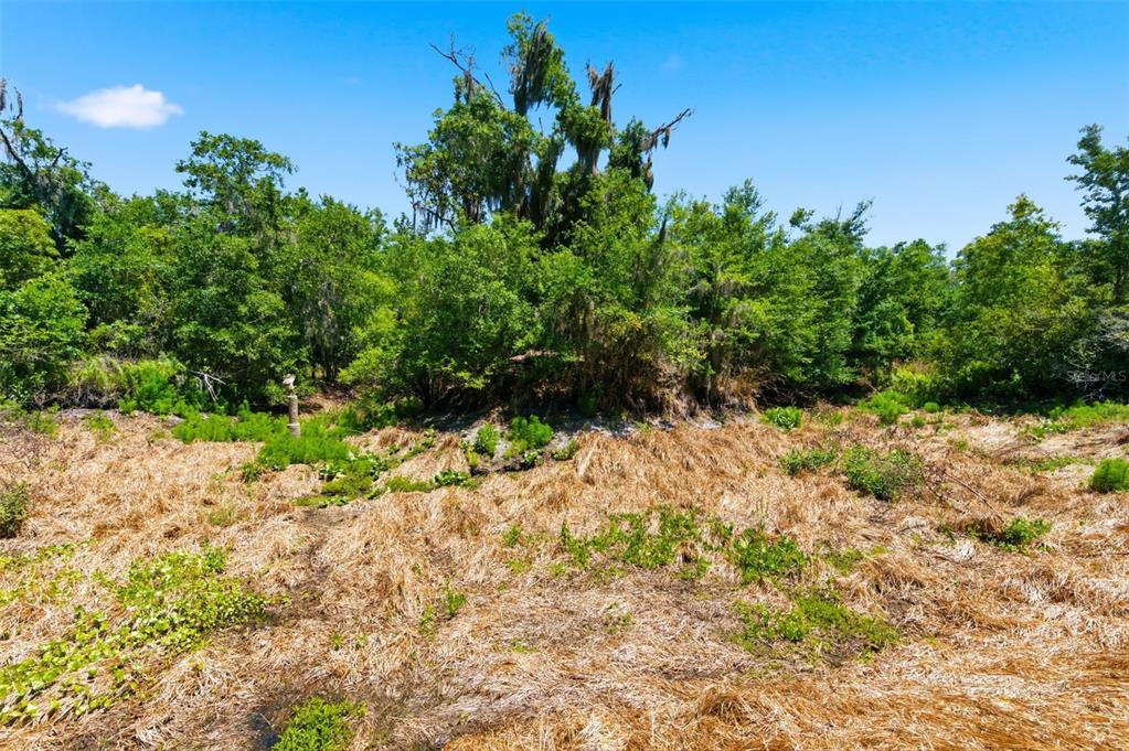 19084 Red Bird Lane, Unit LOT 5 Lithia, FL 33547 - Photo 9 of 21 a view of a yard with plants and large trees