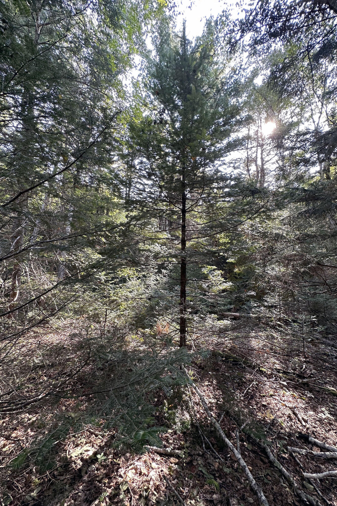 0 Cross Road Sedgwick, ME 04676 - Photo 12 of 24