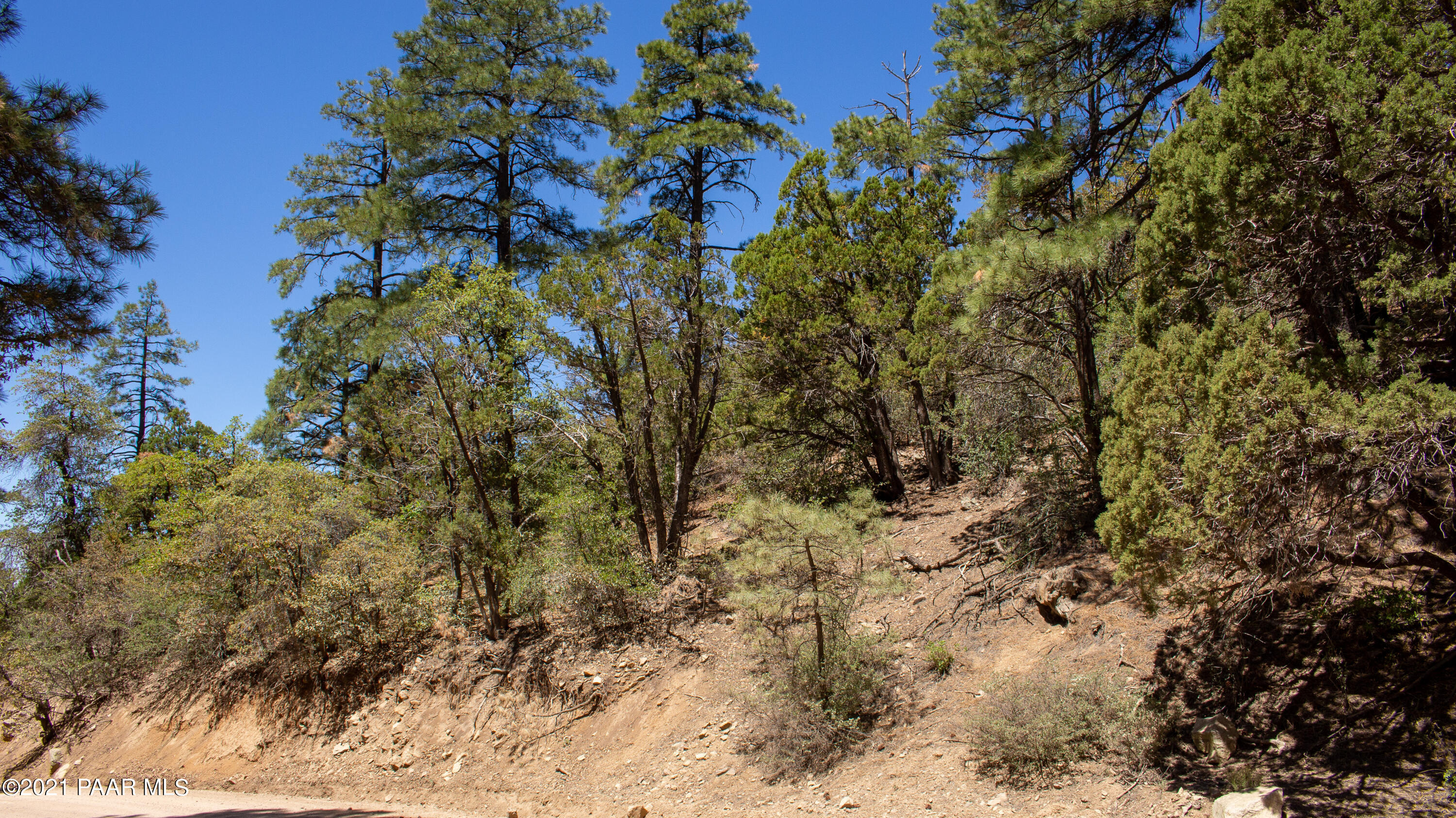 5000 West Copper Basin Road Prescott, AZ 86303 - Photo 12 of 17 a view of a tree in a yard