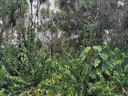 $27,000 | 1578 Oopu Street, Pahoa, HI 96778