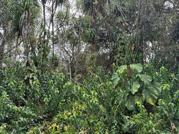 $27,000 | 1578 Oopu Street, Pahoa, HI 96778