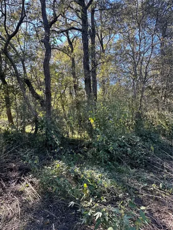 a view of a forest with lots of trees
