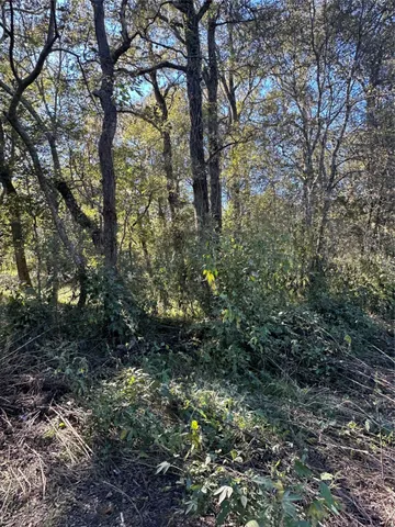 a view of a forest with lots of trees