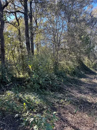 a view of a forest with large trees