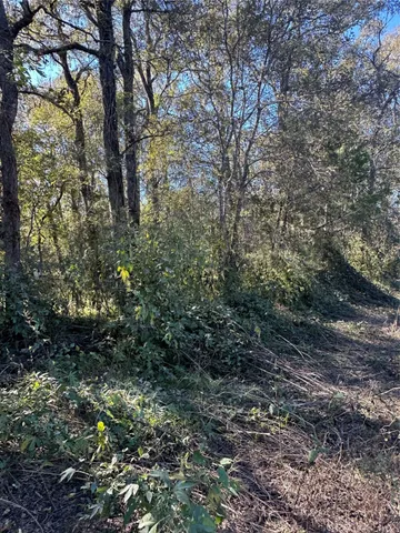 a view of a forest with large trees