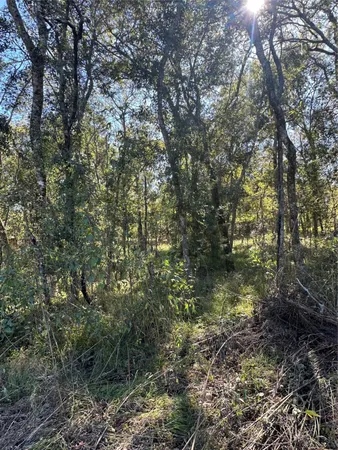 a view of a forest with large trees