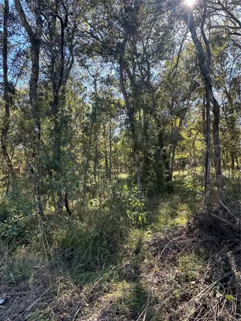 a view of a forest with lots of trees