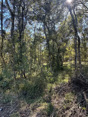 a view of a forest with lots of trees