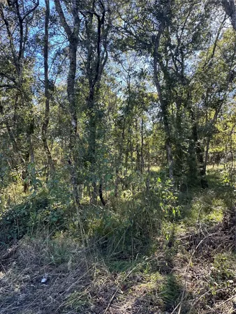 a view of a large yard with lots of trees