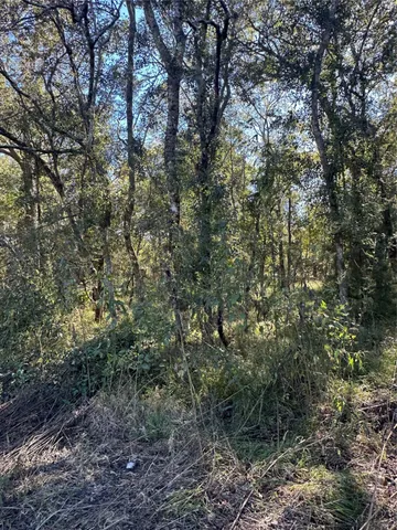 a view of a large yard with lots of trees