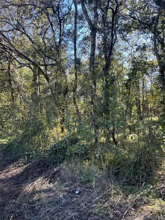 a view of a large yard with lots of trees