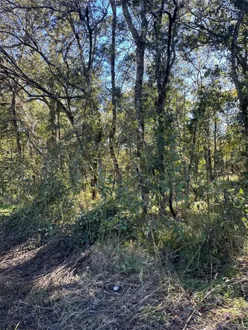 a view of a large yard with lots of trees