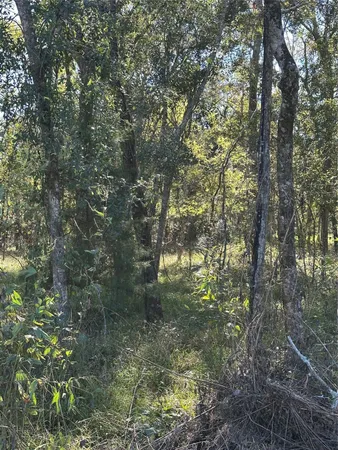 a close up of a tree