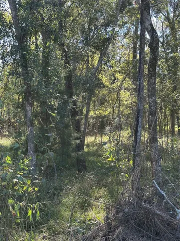 a close up of a tree