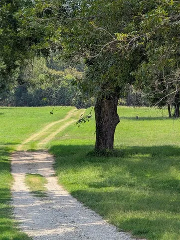 a view of a yard with a large trees