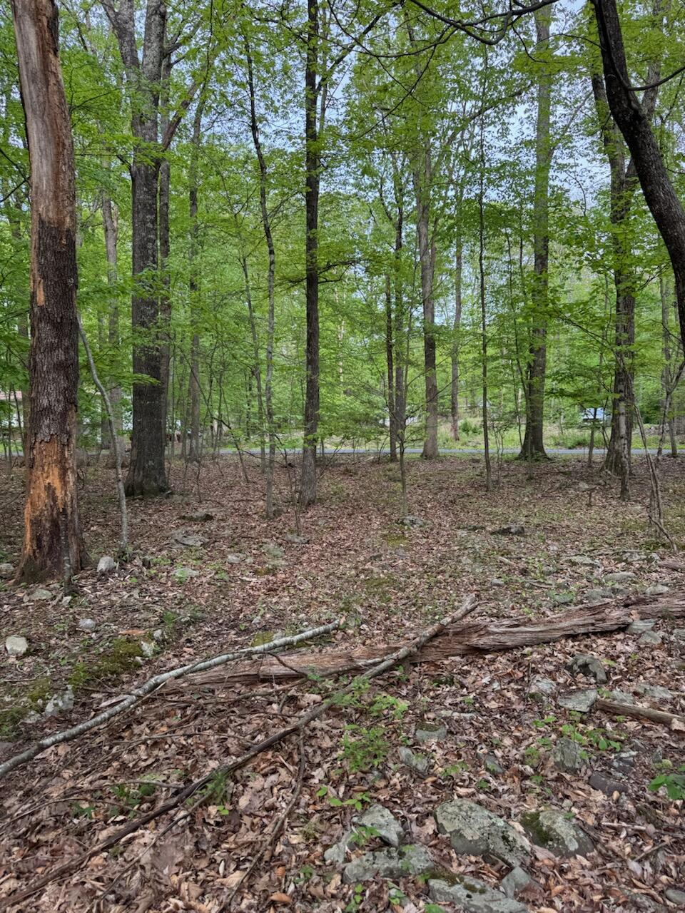 218 Charles Folly Road Bartonsville, PA 18321 - Photo 4 of 6 a backyard of a house with lots of green space