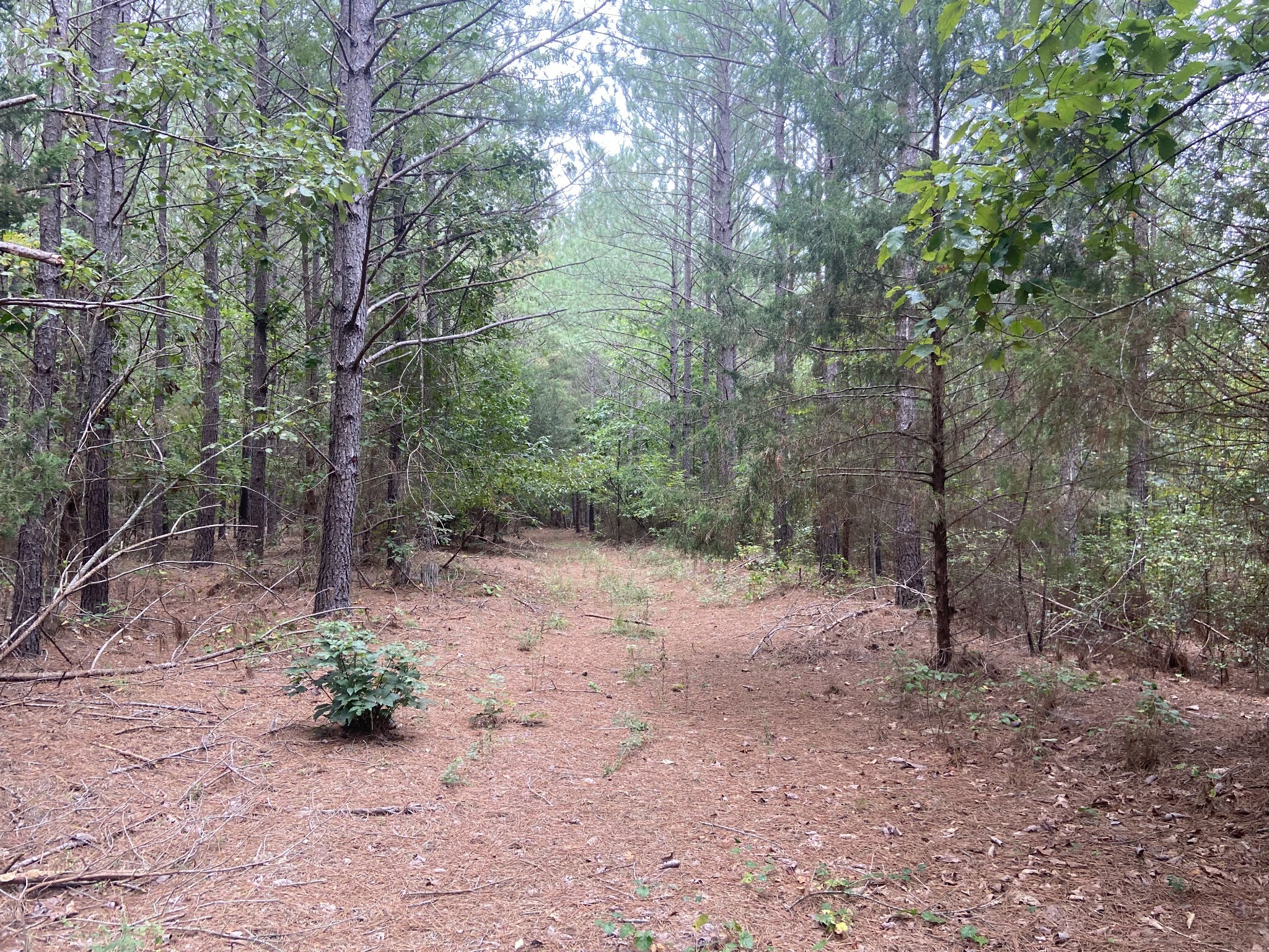 2592 Mcgee Road Linden, TN 37096 - Photo 3 of 14 Gallery Image 3
