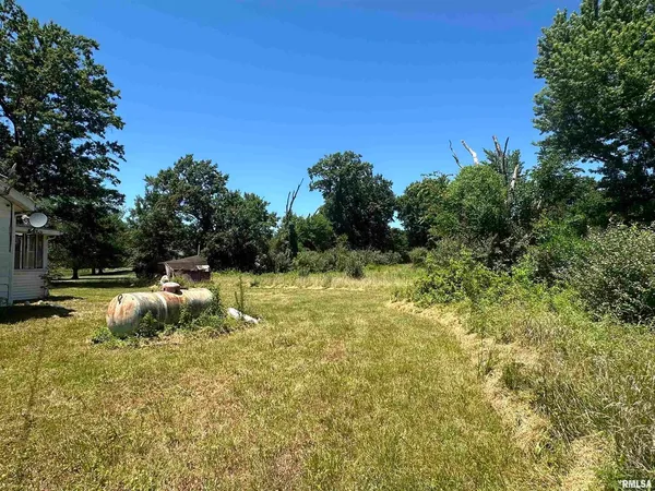 a view of a lush green forest