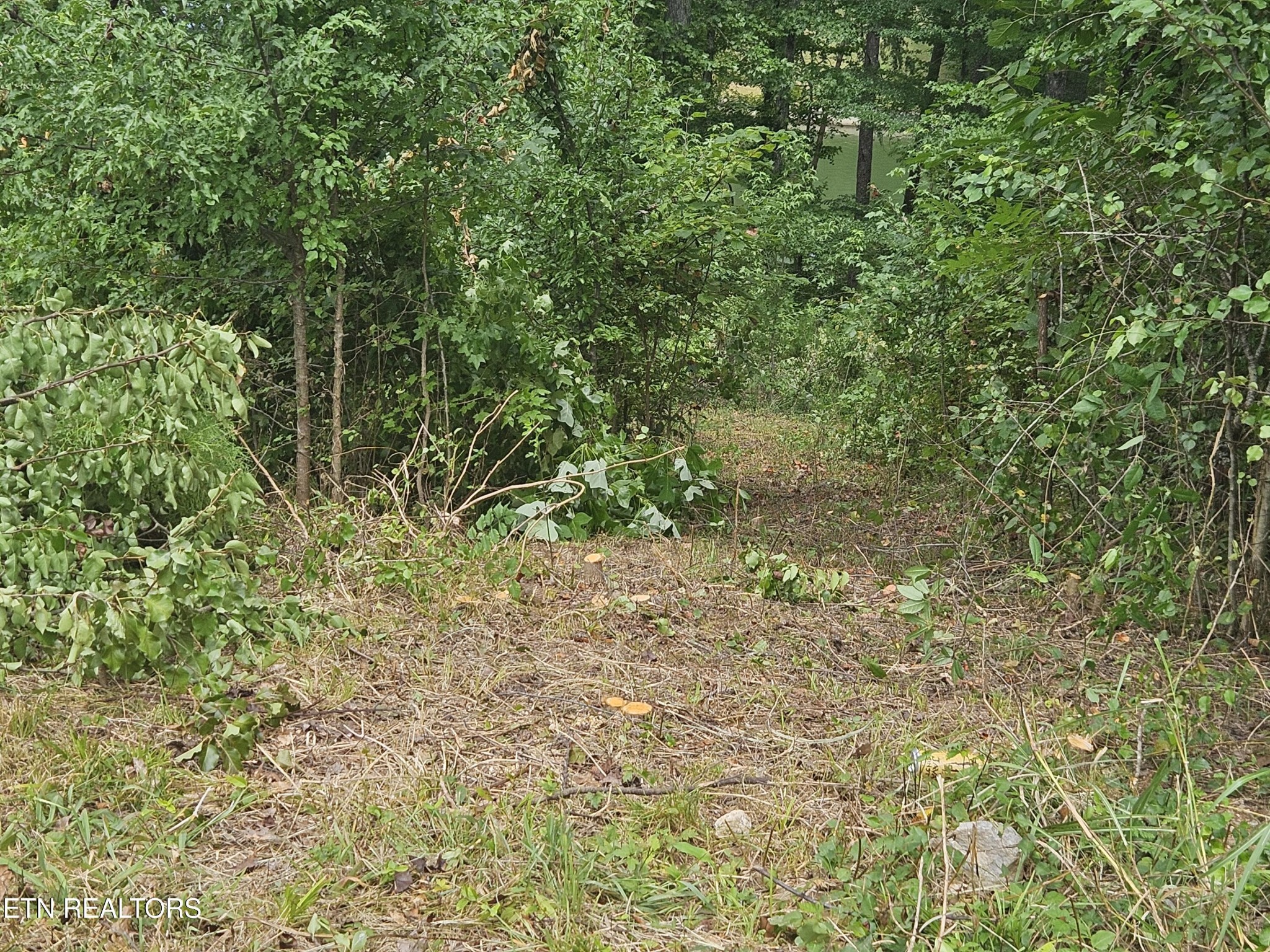 8 Spring Crossing Drive Spring City, TN 37381 - Photo 2 of 13 a view of a yard with a tree