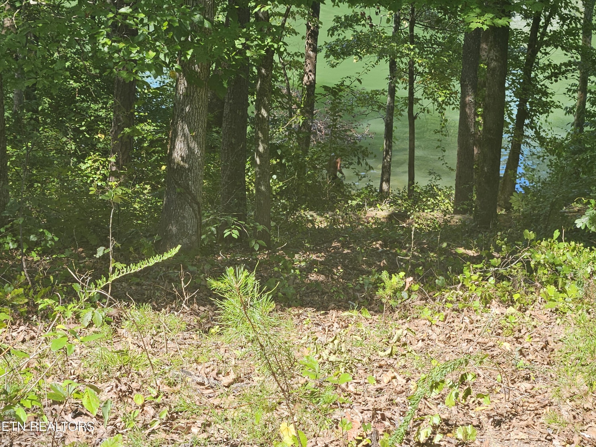 8 Spring Crossing Drive Spring City, TN 37381 - Photo 3 of 13 a view of a yard
