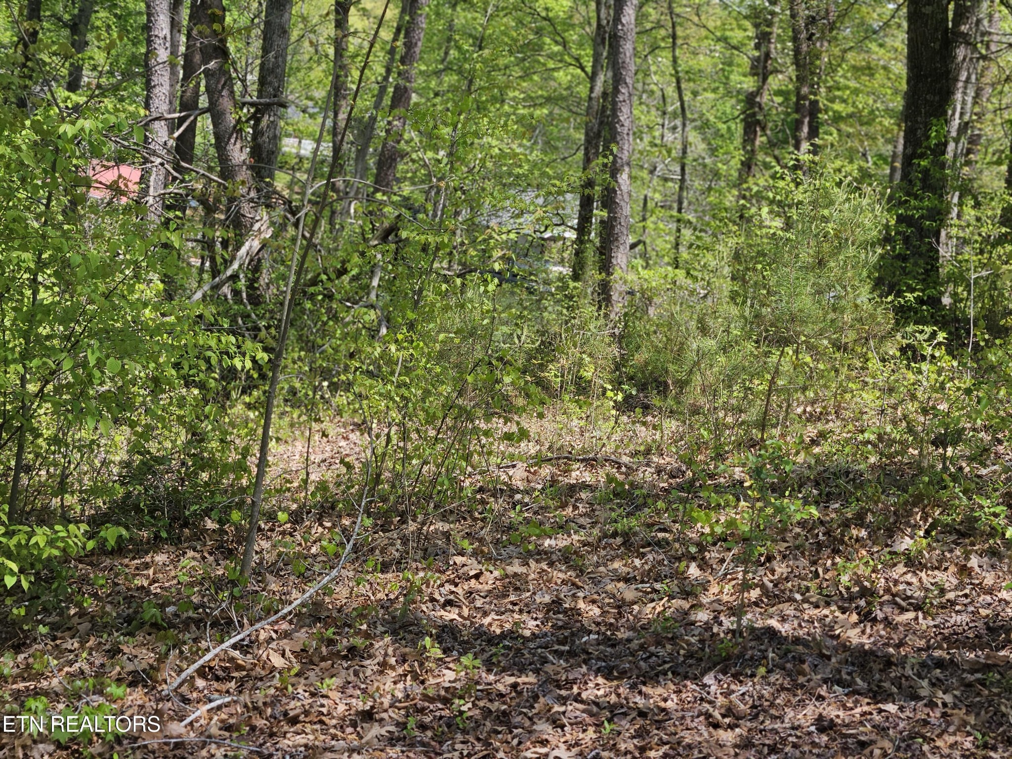 8 Spring Crossing Drive Spring City, TN 37381 - Photo 6 of 13 a view of a lush green forest