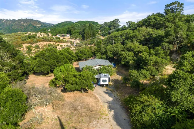 a view of a yard with plants and a large tree