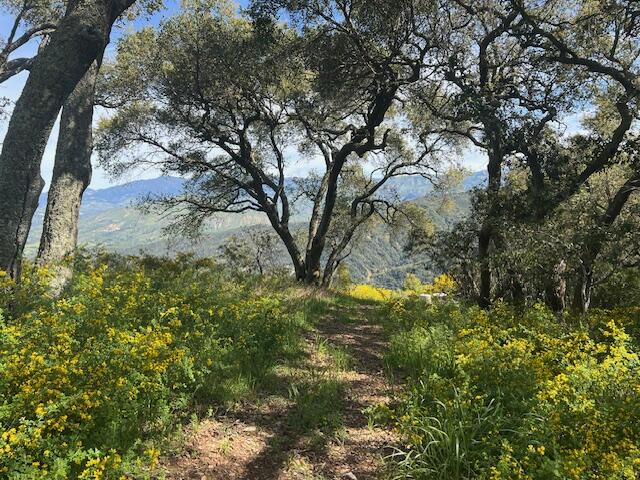 6572 Stagecoach Road Santa Barbara, CA 93105 - Photo 34 of 44 a view of a yard with large trees