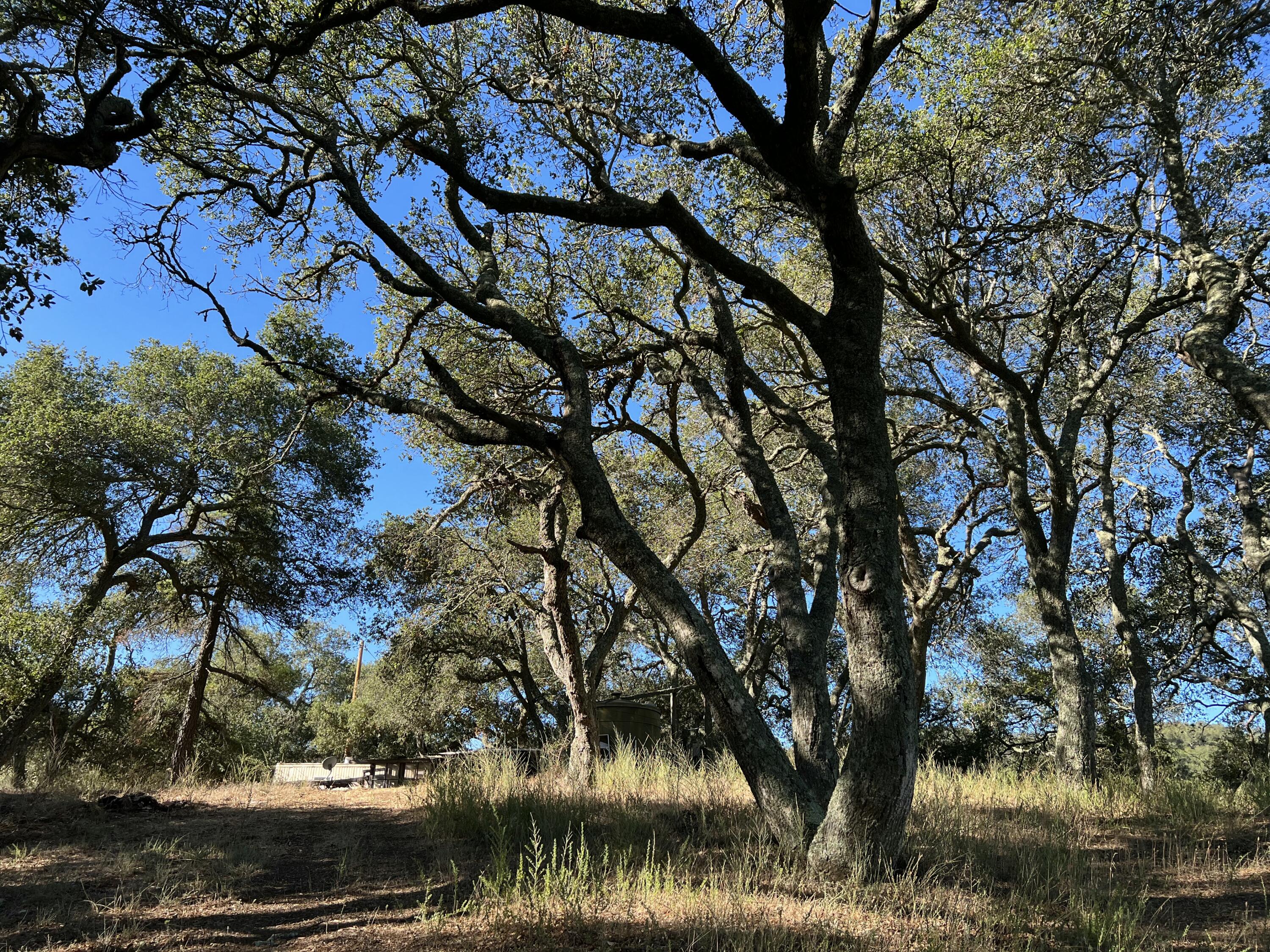 6572 Stagecoach Road Santa Barbara, CA 93105 - Photo 35 of 44 a view of a tree in a yard
