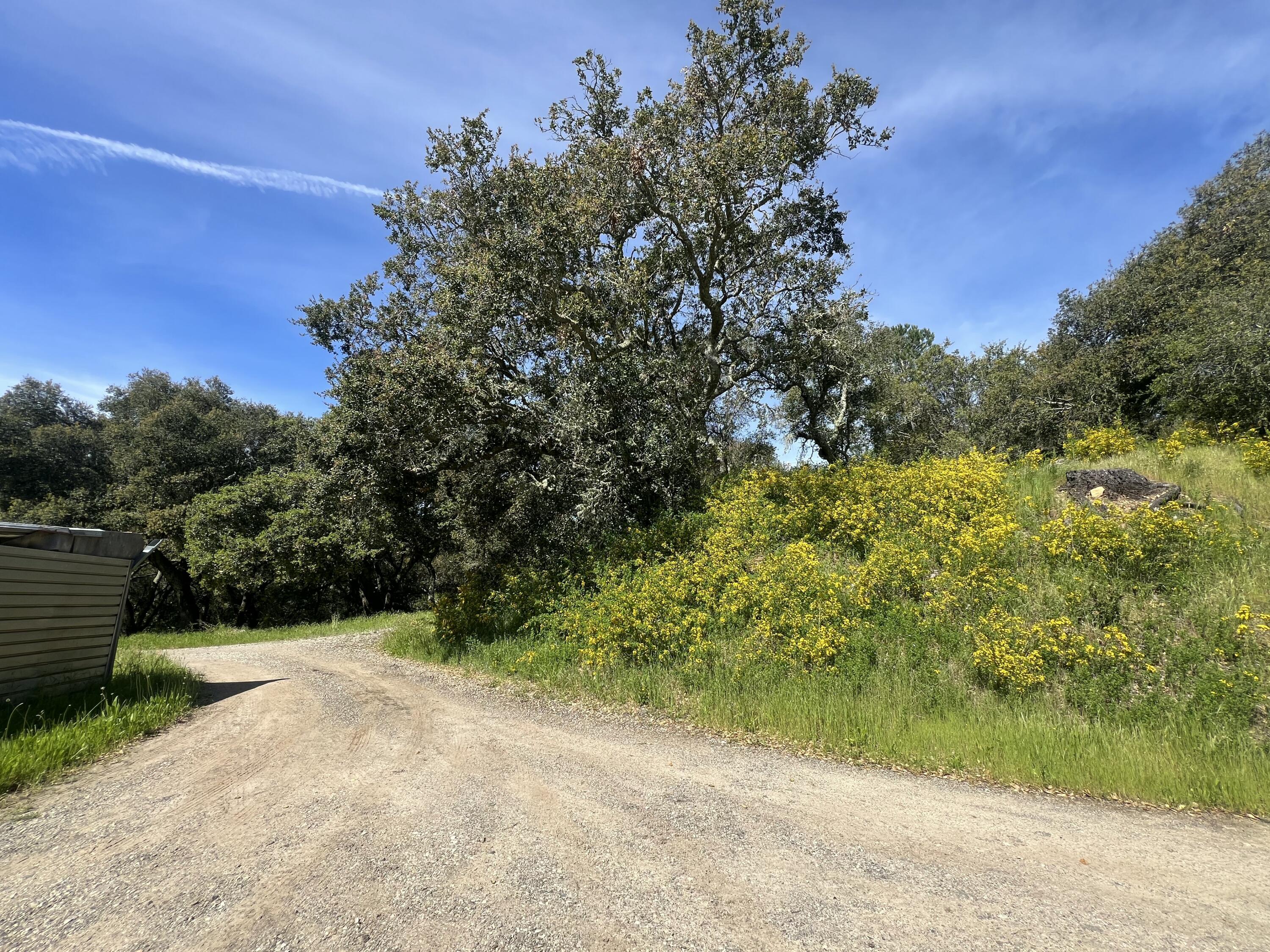 6572 Stagecoach Road Santa Barbara, CA 93105 - Photo 40 of 44 a view of a yard with plants and large trees