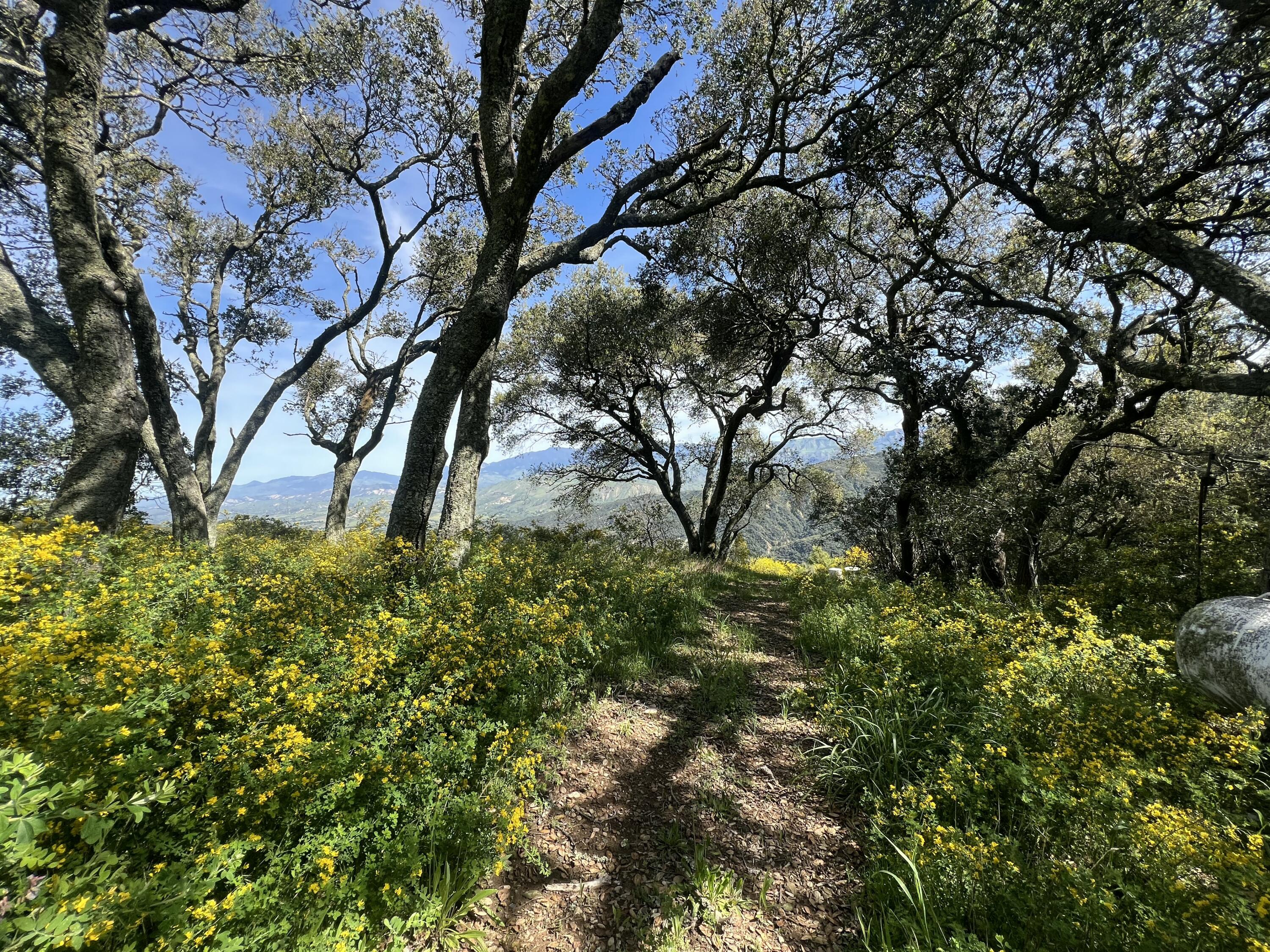 6572 Stagecoach Road Santa Barbara, CA 93105 - Photo 41 of 44 a backyard of a house with lots of green space