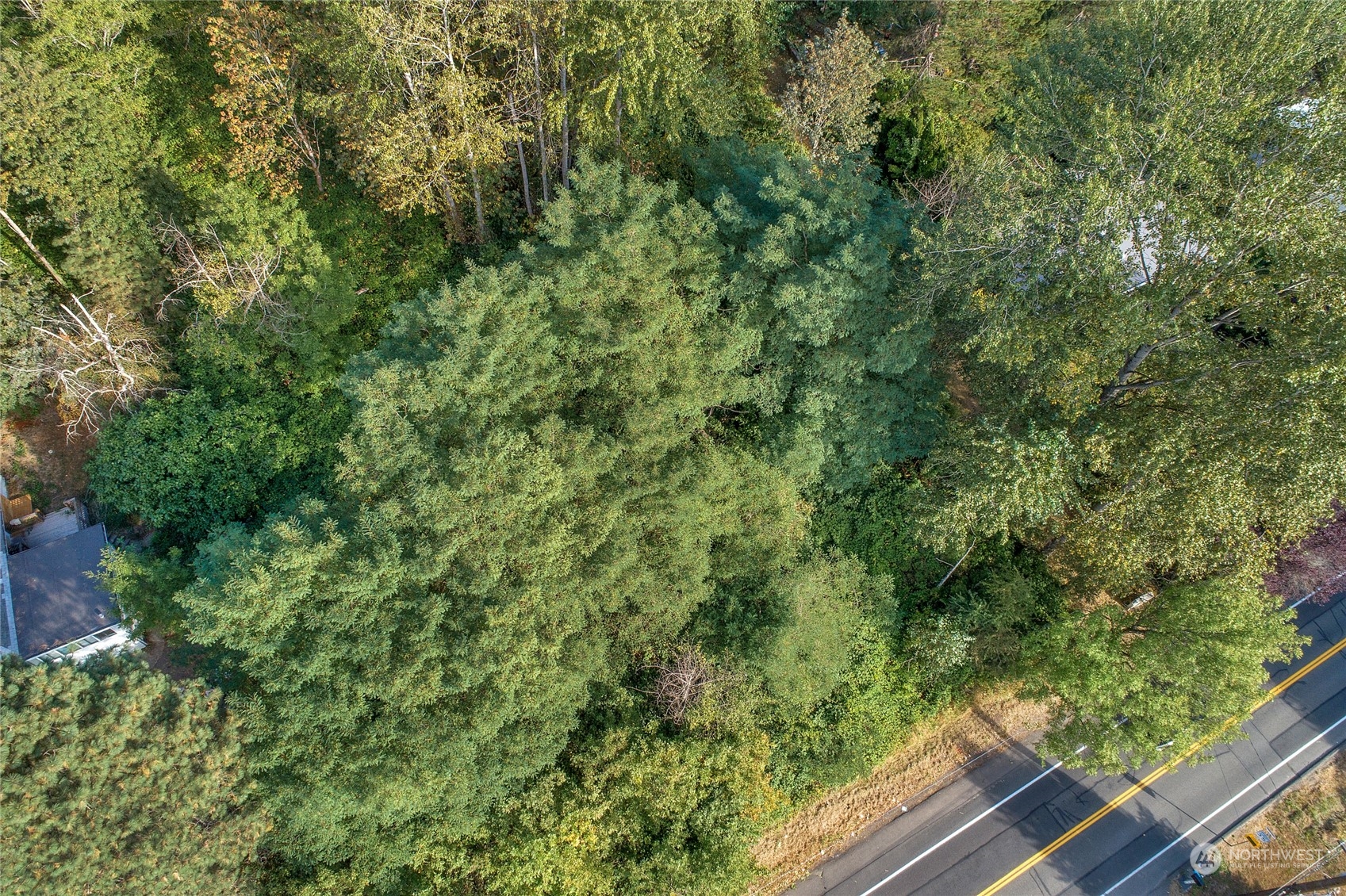 34-xx Talbot Road South Renton, WA 98055 - Photo 7 of 24 a view of a forest from a window