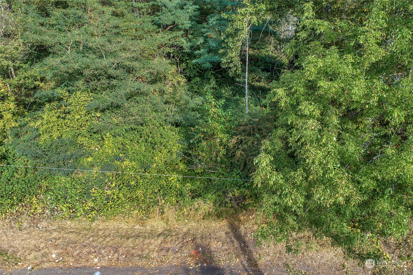 34-xx Talbot Road South Renton, WA 98055 - Photo 9 of 24 a view of a forest with a tree