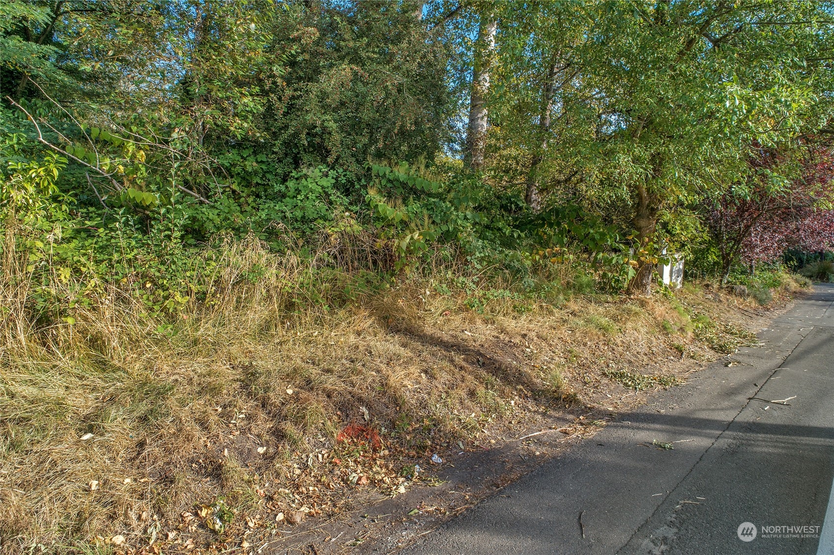 34-xx Talbot Road South Renton, WA 98055 - Photo 10 of 24 a view of a yard with large trees
