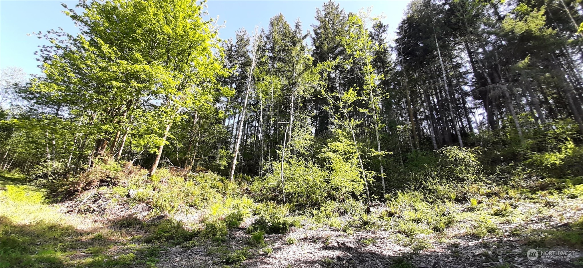a view of a tree with a yard