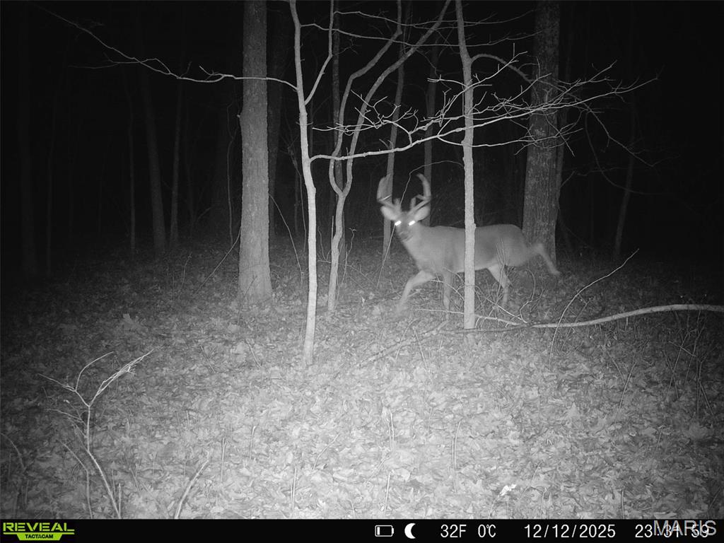 0 Yellow Springs Road Elizabethtown, IL 62931 - Photo 5 of 56 Gallery Image 5