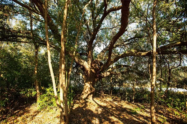 a view of a yard with trees