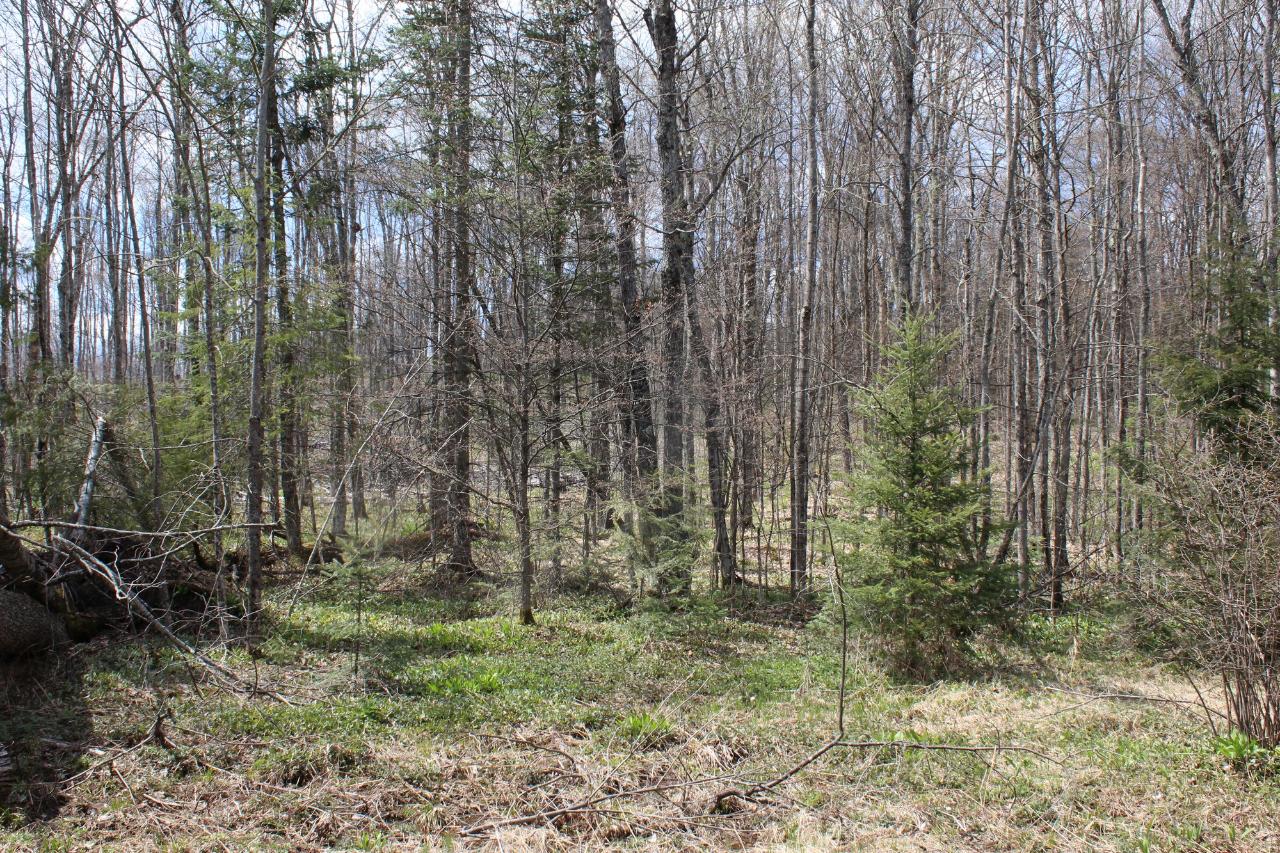 36-acres Charleys Road Phelps, WI 54554 - Photo 15 of 17 Gallery Image 15