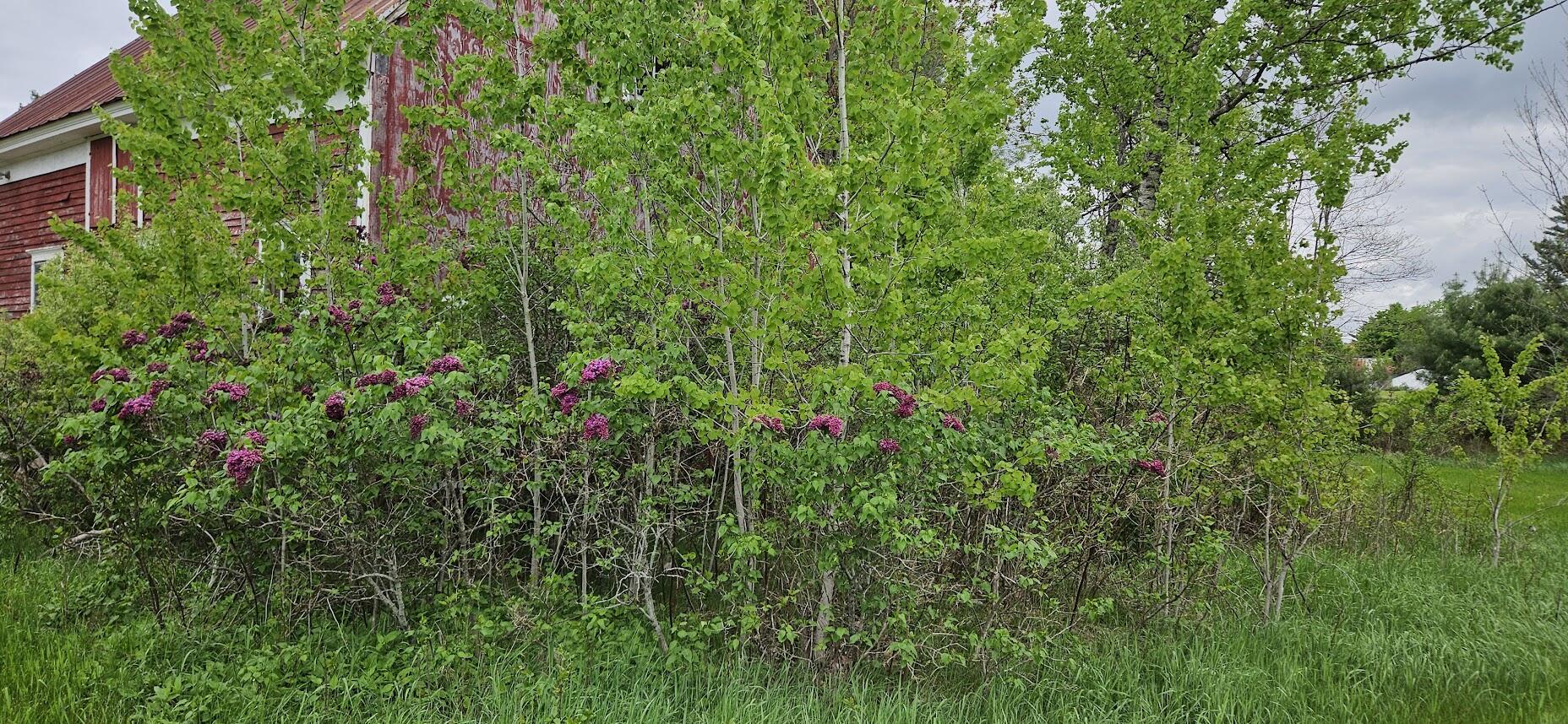 1696 Federal Road Livermore, ME 04253 - Photo 57 of 88 20250518_110655